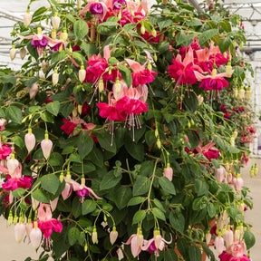Dubbelbloemige fuchsia 'Bella Rosella' (x3)