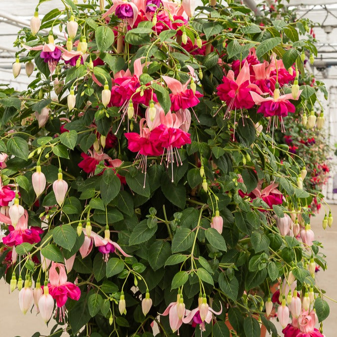Dubbelbloemige fuchsia 'Bella Rosella' (x3)