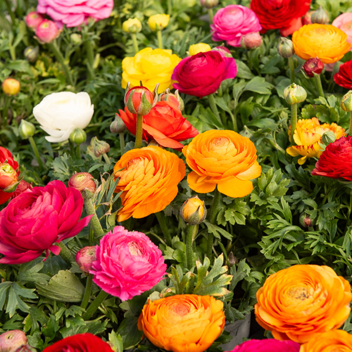 Ranonkel Mix - Willemse