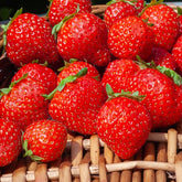 Bosaardbei - Fragaria vesca mara des bois