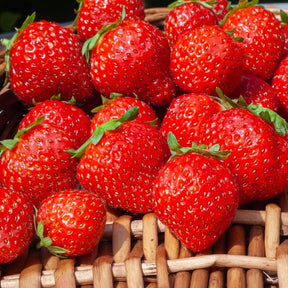 Bosaardbei - Fragaria vesca mara des bois