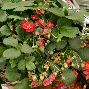 Aardbei 'Toscana' (x3) - Fragaria x ananassa toscana - Willemse
