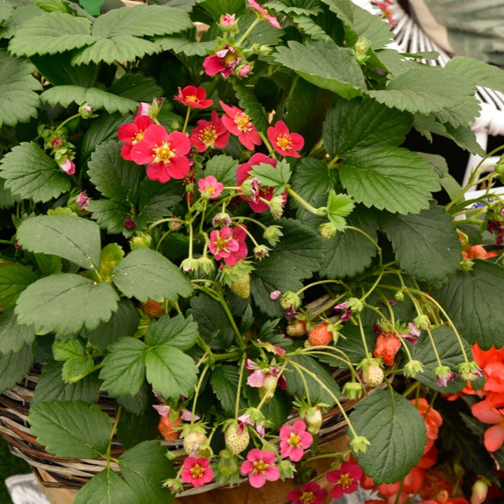 Aardbei 'Toscana' (x3) - Fragaria x ananassa toscana - Willemse