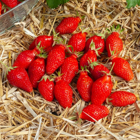 Fragaria x ananassa Gariguette - Aardbei ' Gariguette' - Aardbei