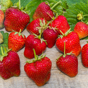 Aardbei 'Gigantella Maxim' (x20) - Fragaria maxim - Willemse