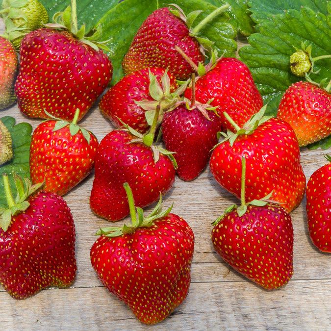 Aardbei 'Gigantella Maxim' (x20) - Fragaria maxim - Willemse