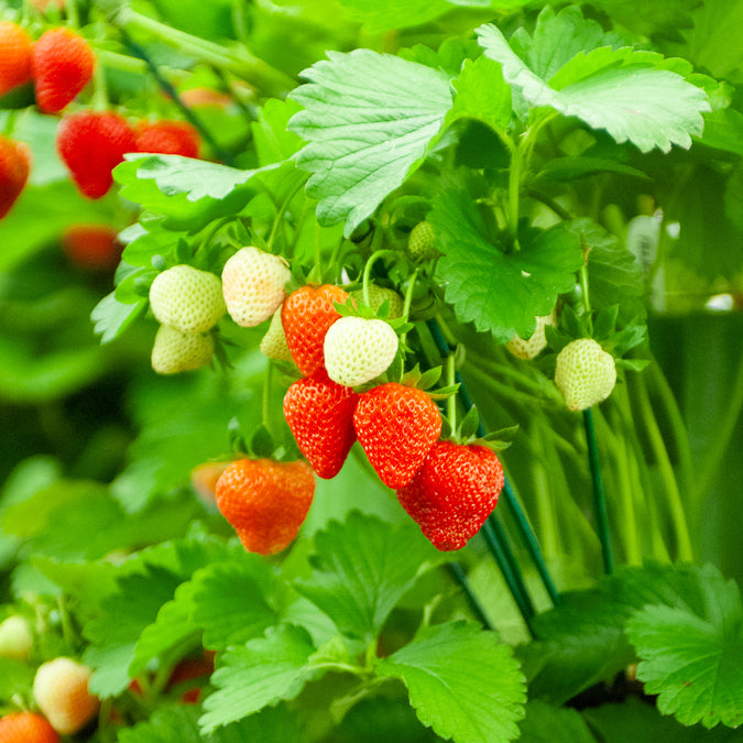 Fragaria maxim - Aardbei 'Gigantella Maxim' (x20) - Aardbei