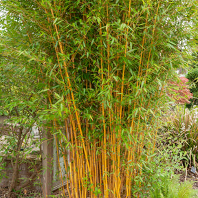 Phyllostachys bissetii, aureosulcata Aureocaulis, Fargesia scabrida Asian Wonder - Bamboe Collectie: groen, geel, rood (x3) - Bamboe