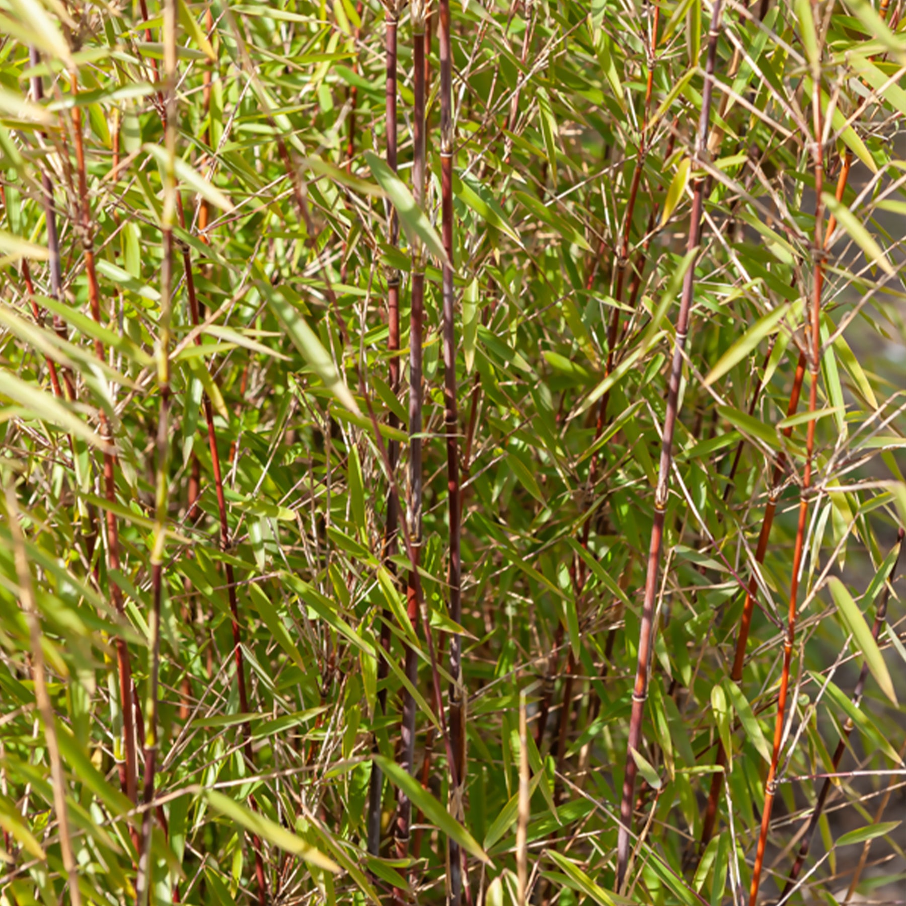 Bamboe - Bamboe Collectie: groen, geel, rood (x3) - Phyllostachys bissetii, aureosulcata Aureocaulis, Fargesia scabrida Asian Wonder