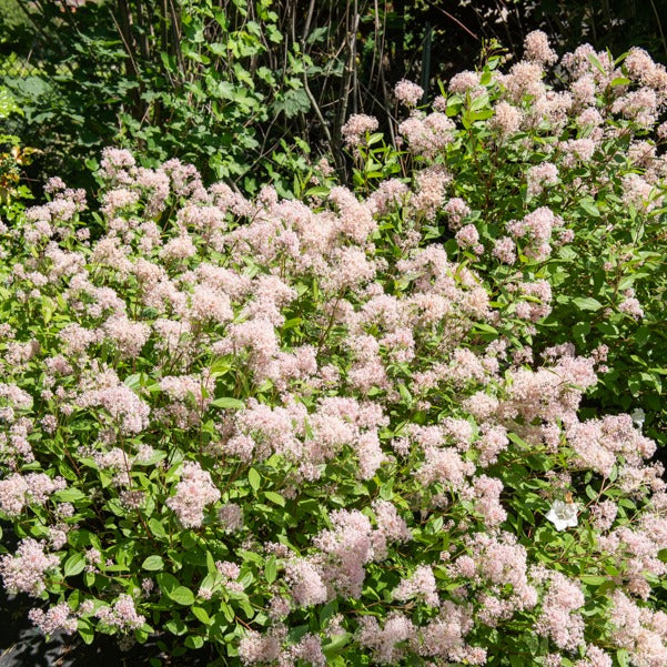 Ceanothus - Californische sering - Amerikaanse sering 'Marie Simon' - Ceanothus x pallidus marie simon