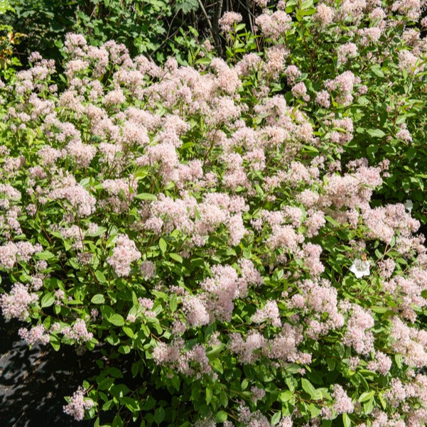 Collectie van Ceanothus (x2)