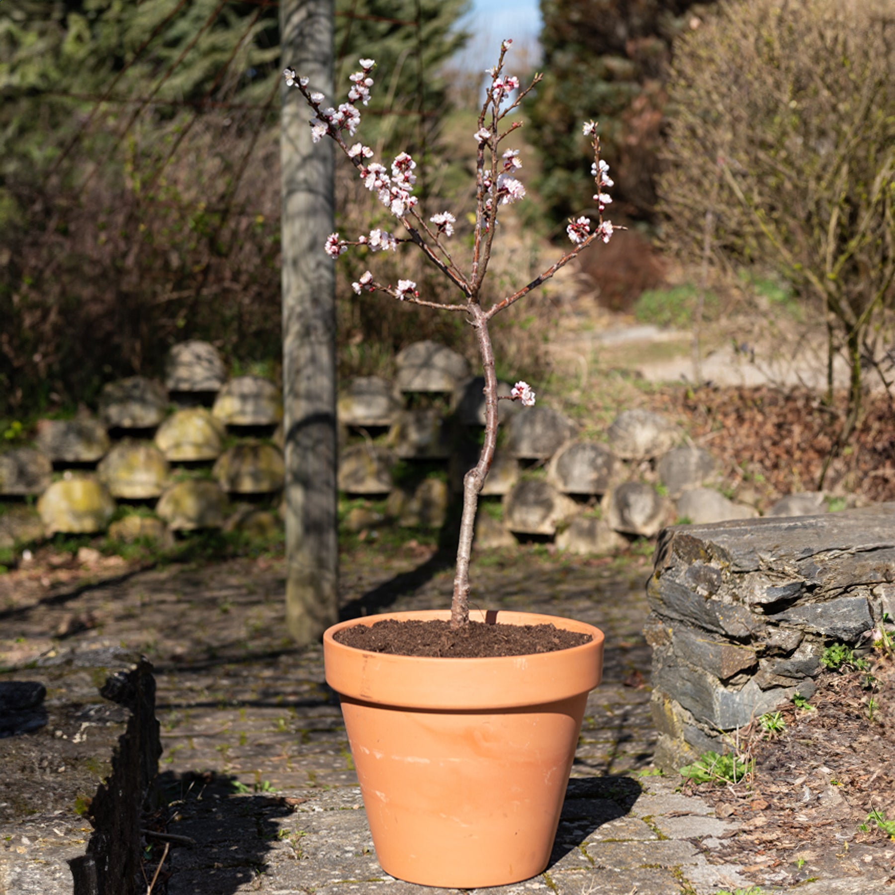 Verkoop Abrikozenboom - mini - Prunus armeniaca Aprigold
