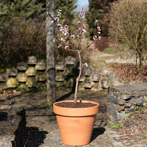 Verkoop Abrikozenboom - mini - Prunus armeniaca Aprigold