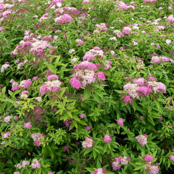 Verkoop Spierstruik 'Shirobana' - Spiraea japonica Genpei