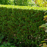 Liguster - Ligustrum ovalifolium - Willemse