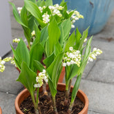 Lelietjes-van-Dalen - bordeaurood (x5) - Convalaria majalis Bordeaux - Willemse