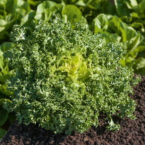 Kruladijvie 'De Ruffec' - Cichorium endivia de ruffec - Willemse