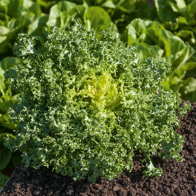 Kruladijvie 'De Ruffec' - Cichorium endivia de ruffec - Willemse