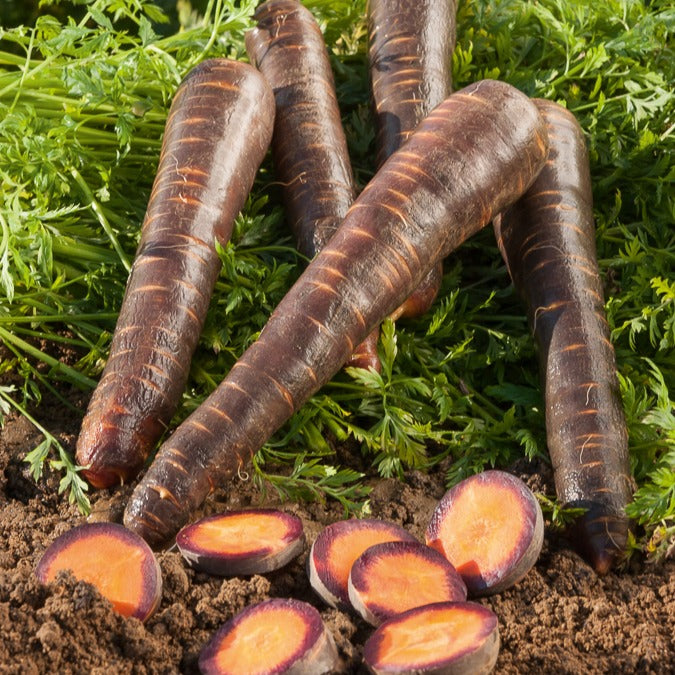 Paarse wortel 'Purple Haze F1'