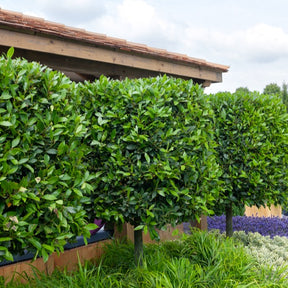Verkoop Laurierstruik - Laurus nobilis