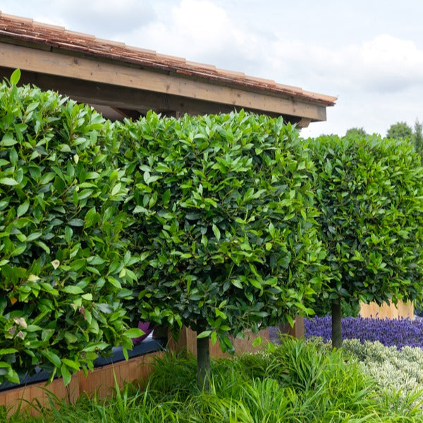 Verkoop Laurierstruik - Laurus nobilis