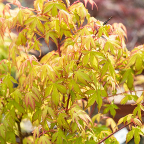 Japanse esdoorn 'Katsura' - Acer palmatum katsura - Willemse