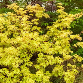 Japanse esdoorn - Japanse esdoorn 'Katsura' - Acer palmatum katsura