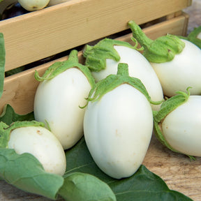 Aubergine 'Rond Wit Ei' - Solanum melongena blanche ronde à oeufs - Willemse