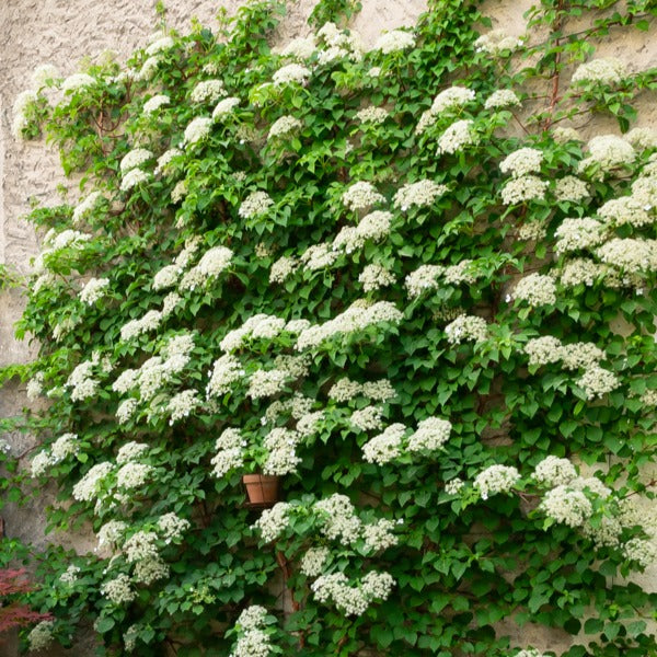 Klimhortensia - Hydrangea anomala petiolaris - Willemse