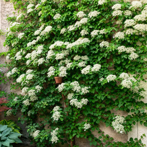 Toscaanse jasmijn, Blauwe regen, Hortensia (x3) - Trachelospermum jasminoides, wisteria, hydrangea p - Willemse