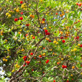 Verkoop Aardbeienboom