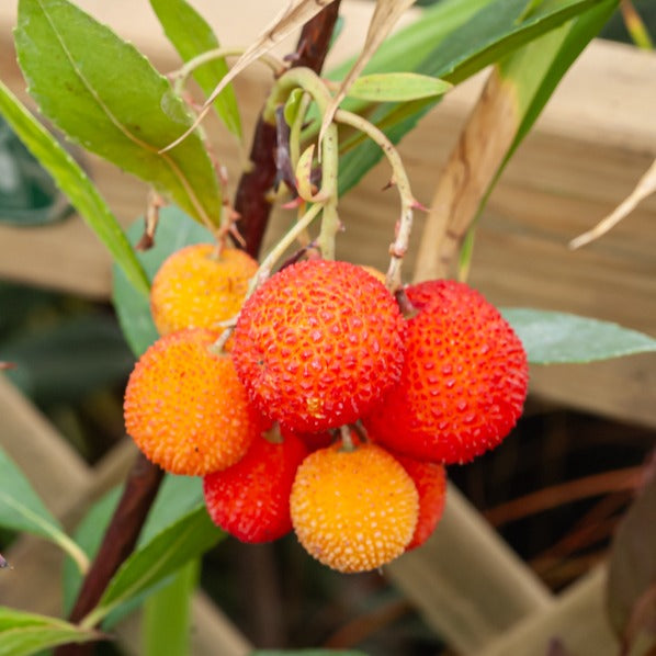 Wintergroene heesters - Aardbeienboom - Arbutus unedo