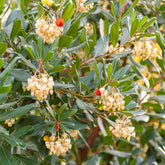 Verkoop Aardbeienboom