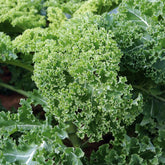 Boerenkool 'Vert Demi-Nain'