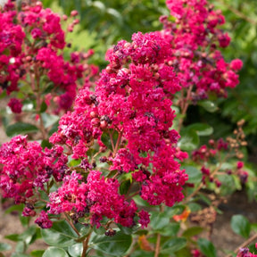 Indische sering 'Braise d'Été® ‘Indybra’ - Lagerstroemia indica braise d'été® ‘indybra’ - Willemse