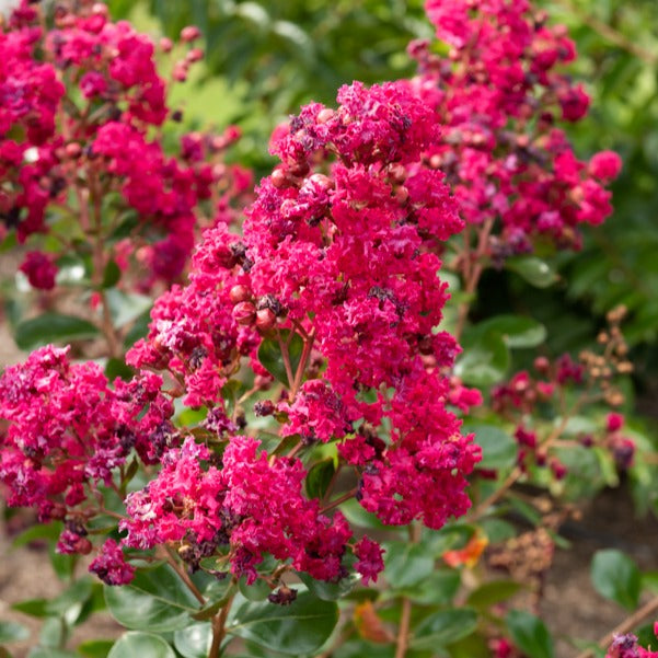 Indische sering 'Braise d'Été® ‘Indybra’ - Lagerstroemia indica braise d'été® ‘indybra’ - Willemse