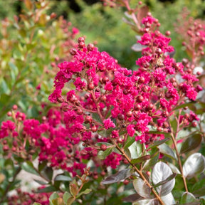 Indische sering 'Braise d'Été® ‘Indybra’ - Willemse