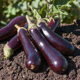 Aubergine 'Violette de Barbentane' - Solanum melongena violette de Barbentane - Willemse