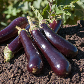 Aubergine 'Violette de Barbentane' - Solanum melongena violette de Barbentane - Willemse