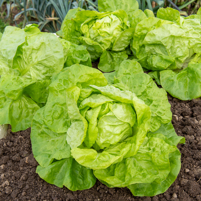 Collection 6 mois de laitues (grosse blonde, tremont, merveille des 4 - Sla Mix '6 maanden' (Grosse Blonde'+ 'Tremont' + 'Merveille des 4' - Slazaden