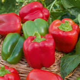 Capsicum annuum California Wonder - Paprika 'California Wonder' - Paprikazaden