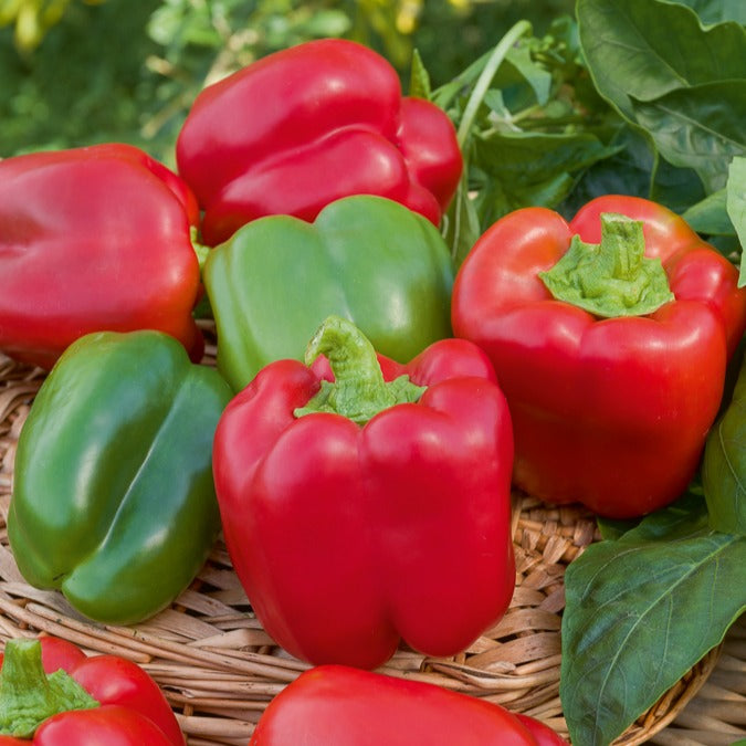 Zonnige groentenzaden Mix