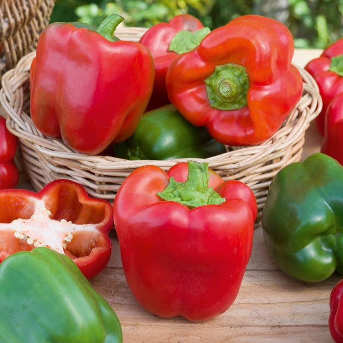 Paprika 'California Wonder' - Capsicum annuum California Wonder - Willemse