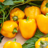 Paprikazaden - Paprika 'Yellow California Wonder' - Capsicum annuum California Wonder yellow