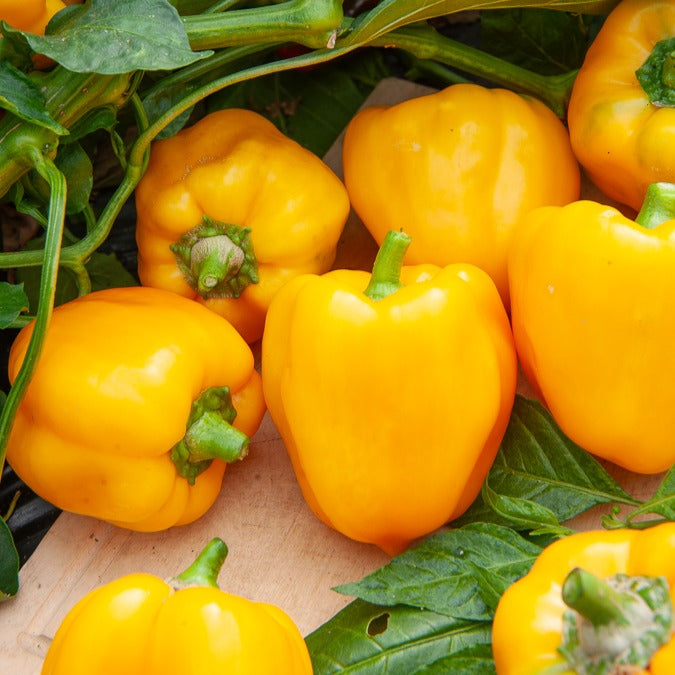 Paprikazaden - Paprika 'Yellow California Wonder' - Capsicum annuum California Wonder yellow