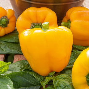 Paprika 'Yellow California Wonder' - Capsicum annuum California Wonder yellow - Willemse