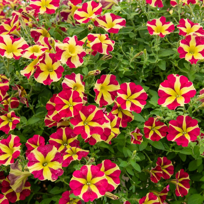 Petunia 'Amore Queen of Hearts' (x3)