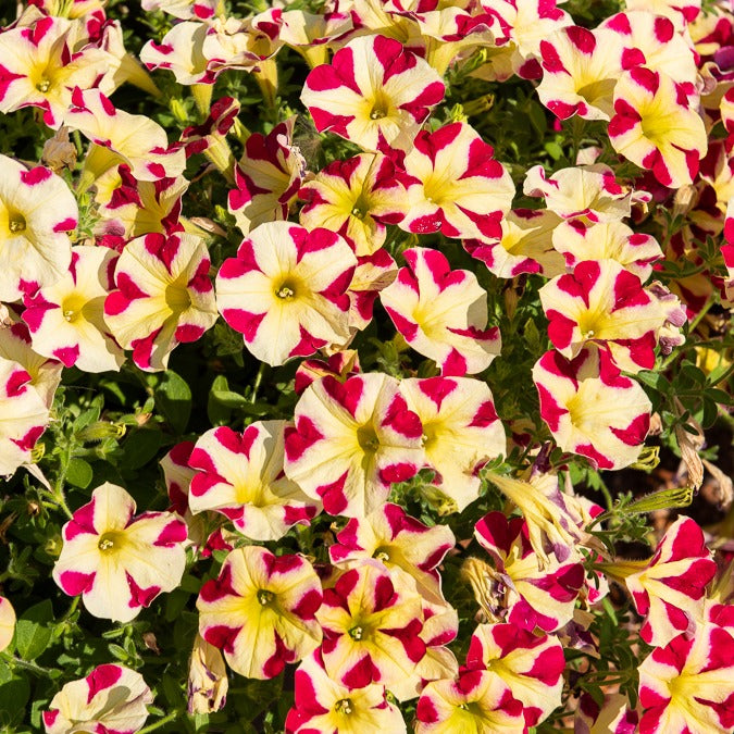 Petunia 'Amore Queen of Hearts' (x3)
