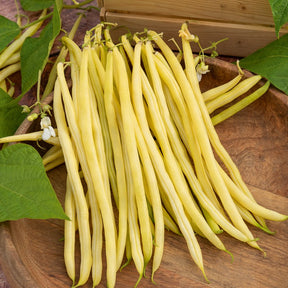 Staakboon 'Monte Gusto'