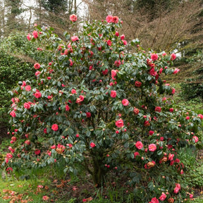 Dubbelbloemige Japanse roos - Camellia Mathotiana rosea - Willemse